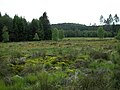 Hochmoor