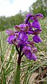 Anacamptis morio Germany - Kaiserstuhl (Gebirge)