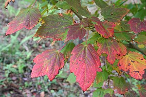 Hornbeam Maple Acer spicatum leaves.