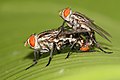 14 Sarcophaga ruficornis fleshfly mating uploaded by Muhammad Mahdi Karim, nominated by Muhammad Mahdi Karim