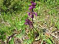 Anacamptis morio Germany - Henschelberg (bei Mosbach)