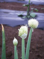 ネギ坊主（ネギの花） Allium fistulosum coming into bloom.