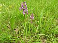 Anacamptis morio Germany - Zeutern