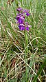 Anacamptis morio Germany - Kaiserstuhl (Gebirge)