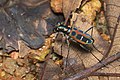 4 Cicindela duponti in Kadavoor uploaded by Jkadavoor, nominated by Christian Ferrer