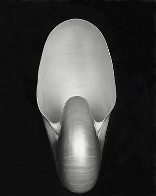 Nautilus by Edward Weston