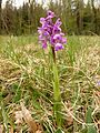 Anacamptis morio Germany - Moosalbtal (bei Völkersbach)