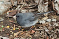 Female, Urbana, IL