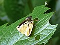 Neoitamus angusticornis ♂, caught a moth.