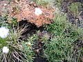 Nest and eggs, Kanuti NWR, Alaska