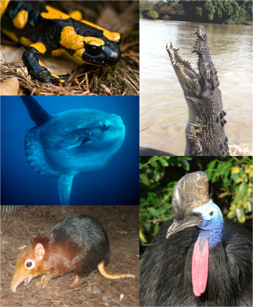 File:Vertebrates.png