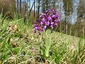 Anacamptis morio Germany - Moosalbtal (bei Ettlingen)