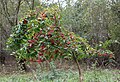 * Nomination European spindle (Euonymus europaeus) -- George Chernilevsky 21:52, 25 October 2024 (UTC) * Promotion  Support Good quality. --Ermell 22:21, 25 October 2024 (UTC)