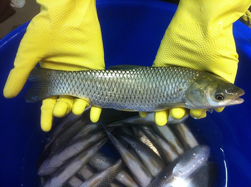 File:Grass carp 01.jpg