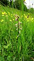 Anacamptis morio Germany - Schiltach