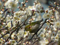 梅とメジロ Mejiro with Ume.