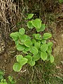 Smilax china