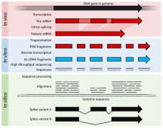 RNA-Seq