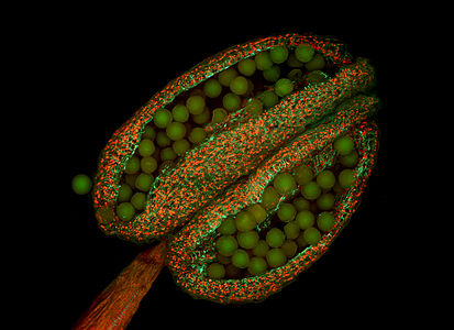 Arabidopsis thaliana (Thale cress), anther, fluorescence micrograph