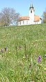 Anacamptis morio Germany - Waldbronn/Etzenrot