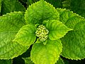 Leaves and buds