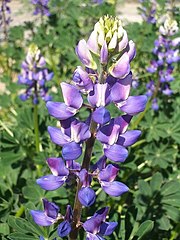 Lupinus succulentus (Succulent Lupin)