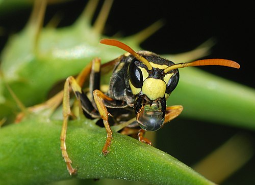 Wasp blowing a bubble