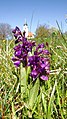 Anacamptis morio Germany - Waldbronn/Etzenrot