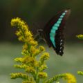 アオスジアゲハ en:Common Bluebottle Japanese race (Graphium sarpedon nipponum), on en:Goldenrod (Solidago altissima).