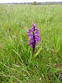 Anacamptis morio Germany - Langenalb