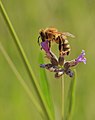 106 Bee on Lavender Blossom uploaded by Martin Falbisoner, nominated by Martin Falbisoner