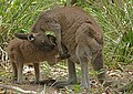 56 Eastern Grey Kangaroo Feeding uploaded by 99of9, nominated by 99of9