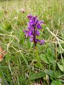 Anacamptis morio Germany - Moosalbtal (bei Ettlingen)