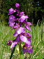 Anacamptis morio Germany - Saarland