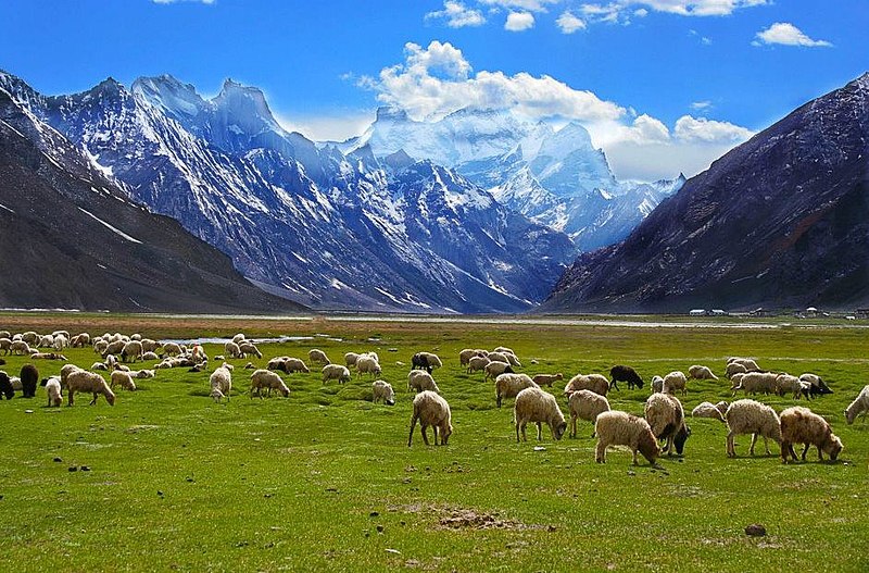 File:Rangdum village grazing fields.jpg