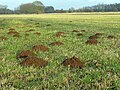 Molehill in Czech republic