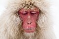 3 Macaca fuscata meditation uploaded by The Photographer, nominated by The Photographer