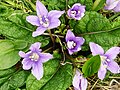 Flowering plant