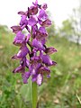 Anacamptis morio Austria - St. Bartholomä