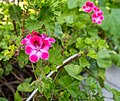 * Nomination: Pelargonium Grandiflorum --Rjcastillo 01:15, 22 October 2024 (UTC) * * Review needed