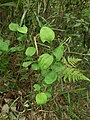 Smilax china, in a forest