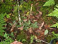 Goodyera oblongifolia, near Pancake Bay Ontario, Canada