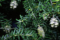 Foliage and cones