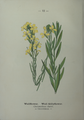 Erysimum cheiri (as syn. Cheiranthus cheiri) plate 12 in: Wayside and woodland blossoms, 1895