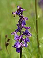 Anacamptis morio Belgium - Hour