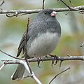 Male, Johnston County, North Carolina