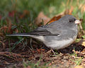 Male, Algonquin Provincial Park, Canada