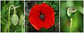 26 Poster papaver 3a uploaded by Alvesgaspar, nominated by Alvesgaspar