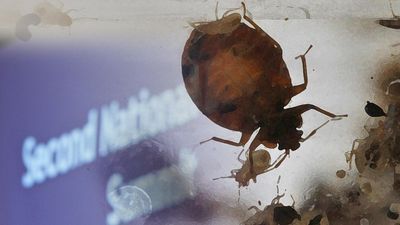 Image for story: 3 Myrtle Beach hotels sued for alleged bed bug infestations