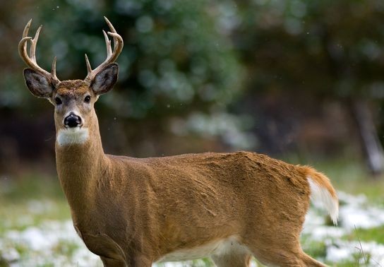 Image for story: Charlevoix police chief calls for extended deer cull for 2025